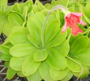 Pinguicula laueana